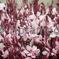GAURA